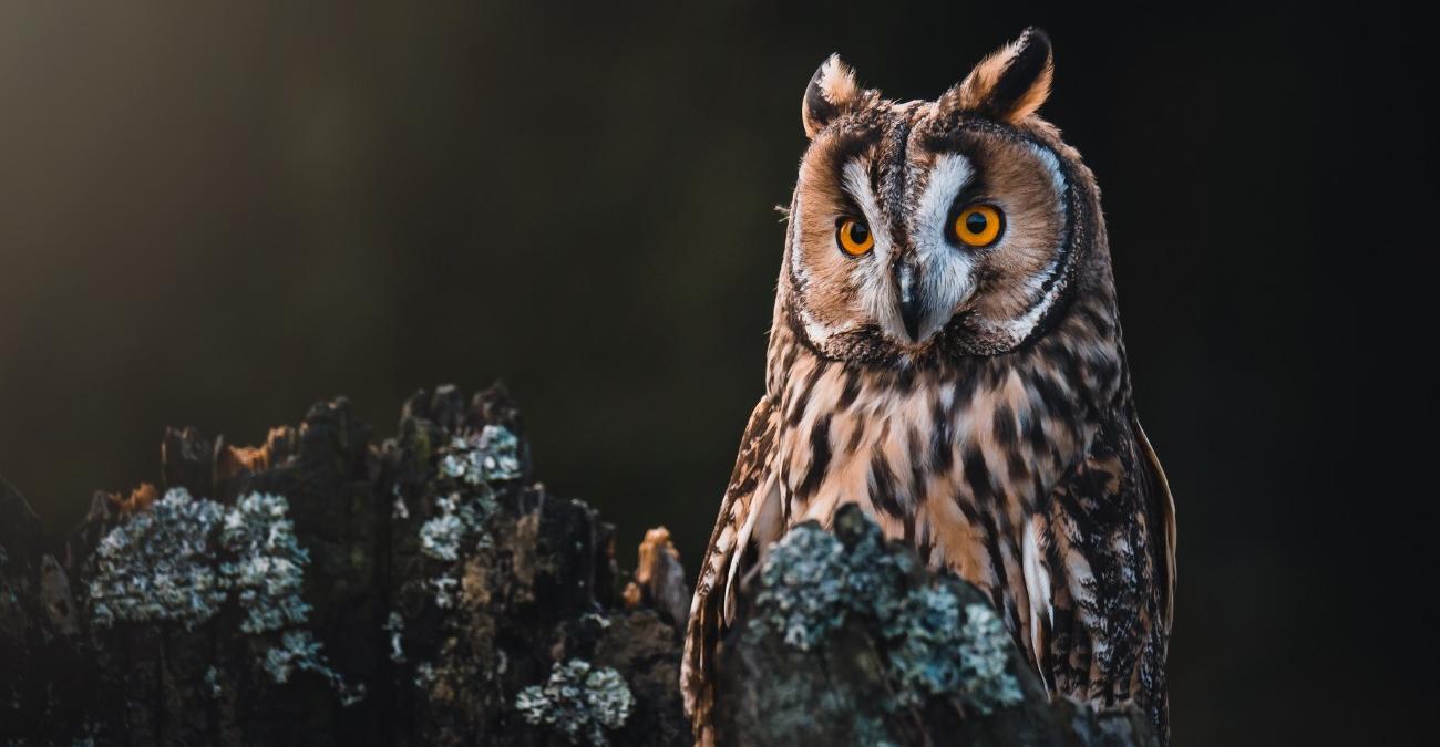 Eine Eule mit großen wachen Augen sitzt in der Dunkelheit auf einem Baumstumpf und hält die Umgebung im Blick. Ein Symbolbild für die nächtliche 24/7-Bereitschaft eines Softwaredienstleisters für KRITIS-Betreiber.