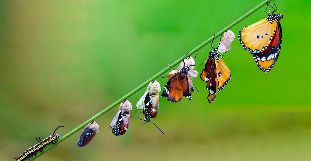 Ein natürlich wirkendes Foto mit grünem Wald ganz verschwommen im Hintergrund: An einem dicken Grashalm werden die verschiedene Lebensstadien von der Raupe über die Puppe bis zum Schmetterling dargestellt – ein Sinnbild für die Phasen des Software-Lebenszyklus in KRITIS-Anwendungen.