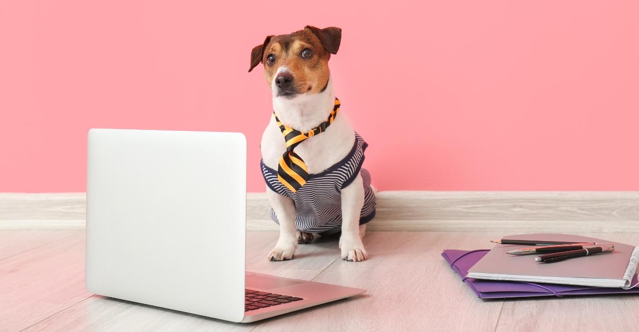 Im Hintergrund eine pinkfarbene Wand. Davor sitzt ein niedlicher Hund mit Krawatte auf dem Boden vor einem Notebook. Ein Symbolbild für das Framework CakePHP.